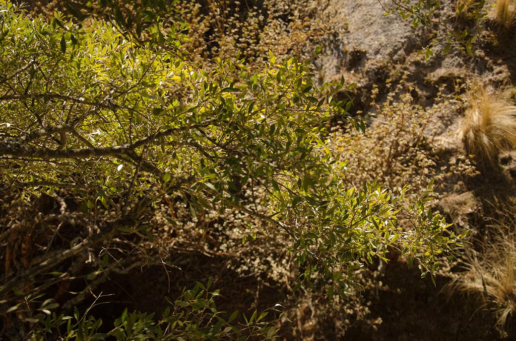 El Follaje del Maytén es semipersistente, y de un color verde intenso. Es inevitable compararlo con el follaje del Tabaquillo, que se asoma atrás, más apagado. 